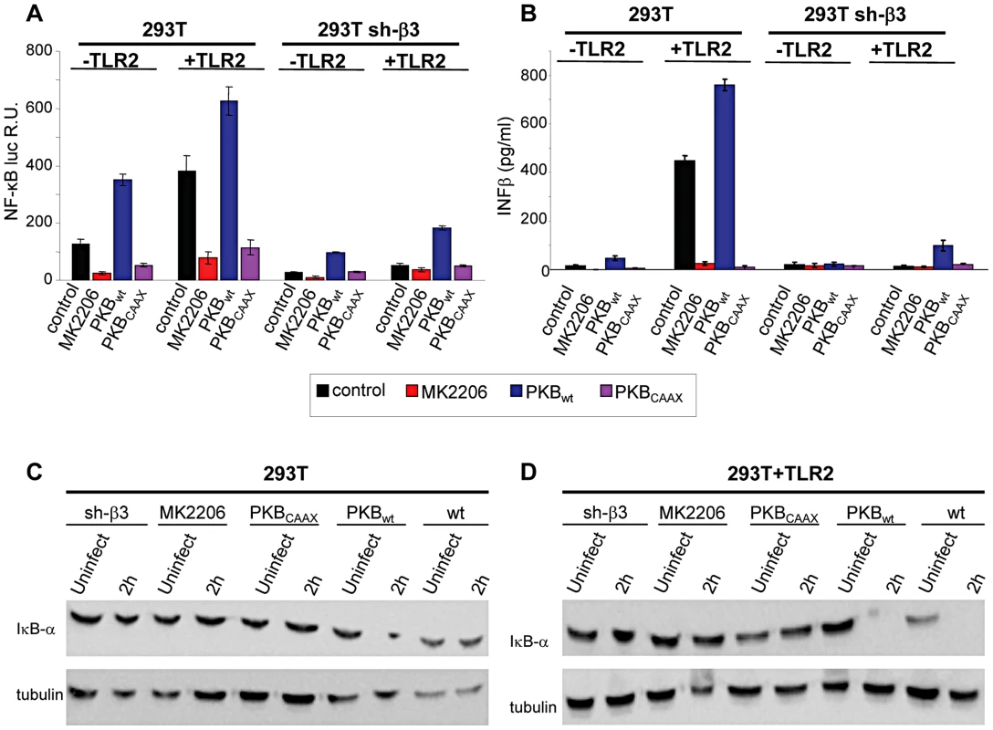 Inhibition od Akt reduces the innate response to HSV.