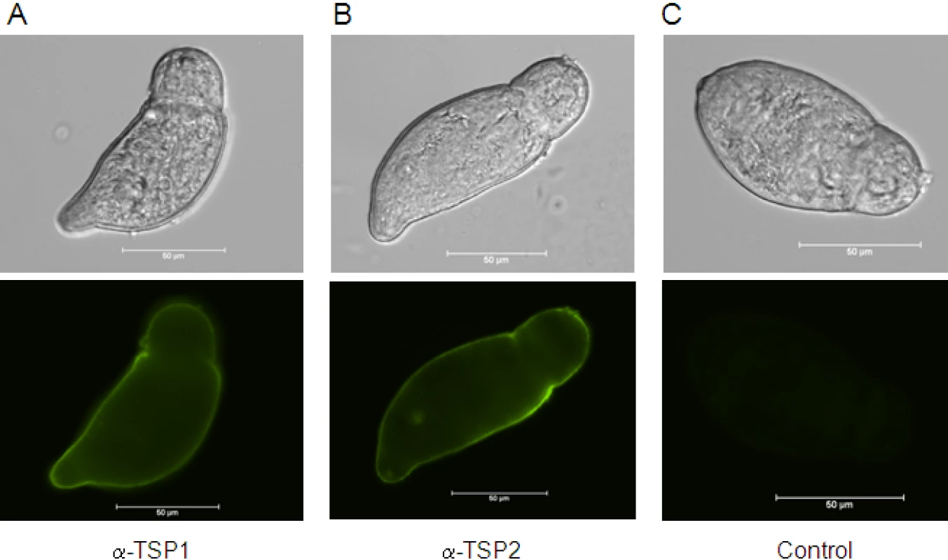 Expression of <i>Sm</i>-TSP-1 or <i>Sm</i>-TSP-2 on the surface of live schistosomula.