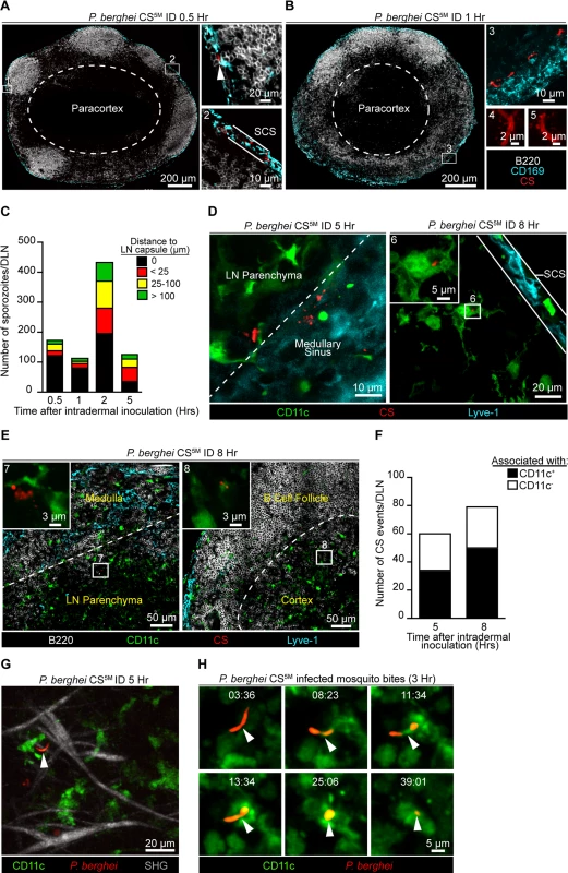 Localization, quantification, and dynamics of sporozoites in the DLN.