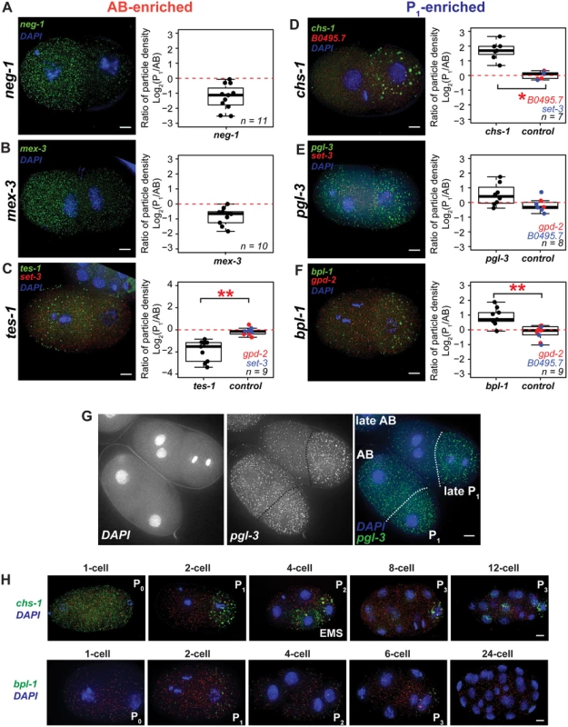 Quantitative <i>in situ</i> hybridization using smFISH probes.