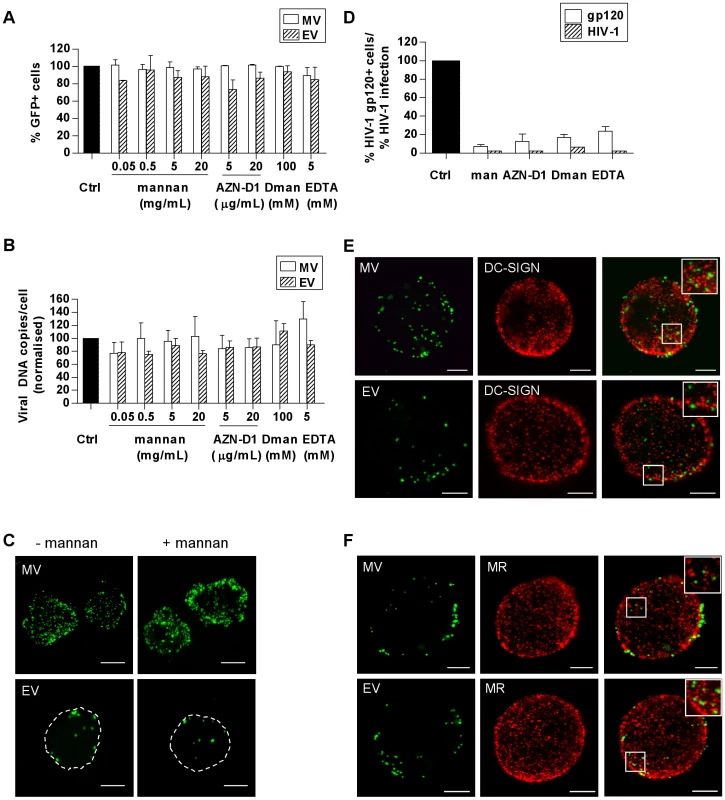 VACV does not bind to C-type lectin receptors (CLRs) expressed on MDDCs.