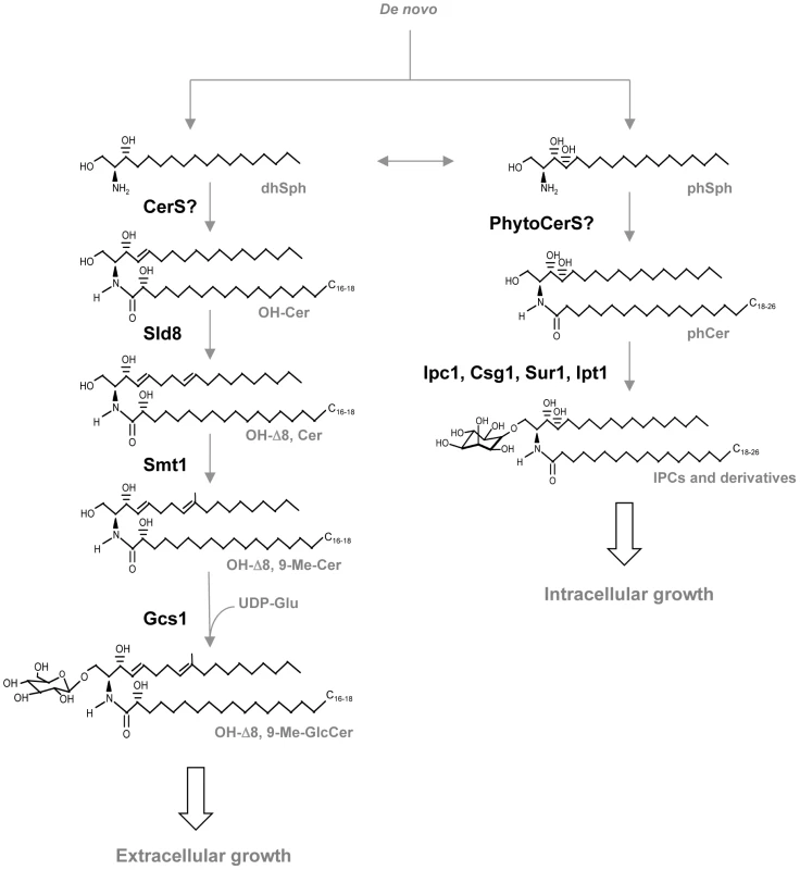 Glycosphingolipid pathway in fungi.