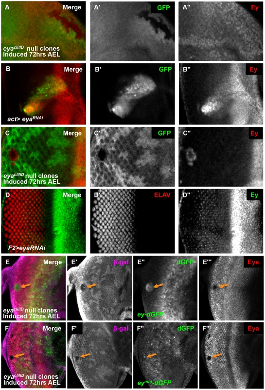 Eya is necessary for <i>ey</i> repression posterior to the morphogenetic furrow.