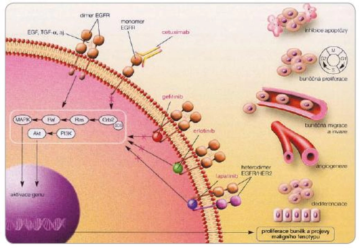 Schematické znázornění mechanizmu účinku inhibitorů receptoru pro epidermální růstový faktor (převzato z [42]).