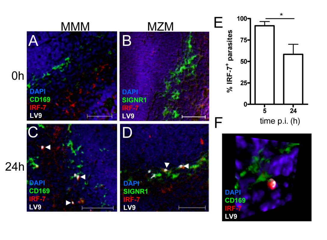 IRF-7 is induced in MZM and MM in situ.