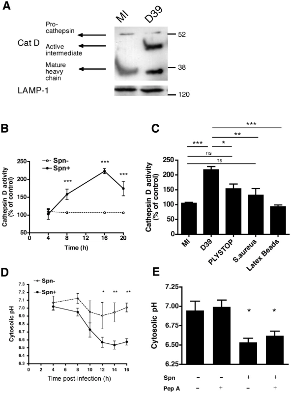 Infection with pneumococci is associated with activation of cathepsin D in differentiated THP-1 cells.