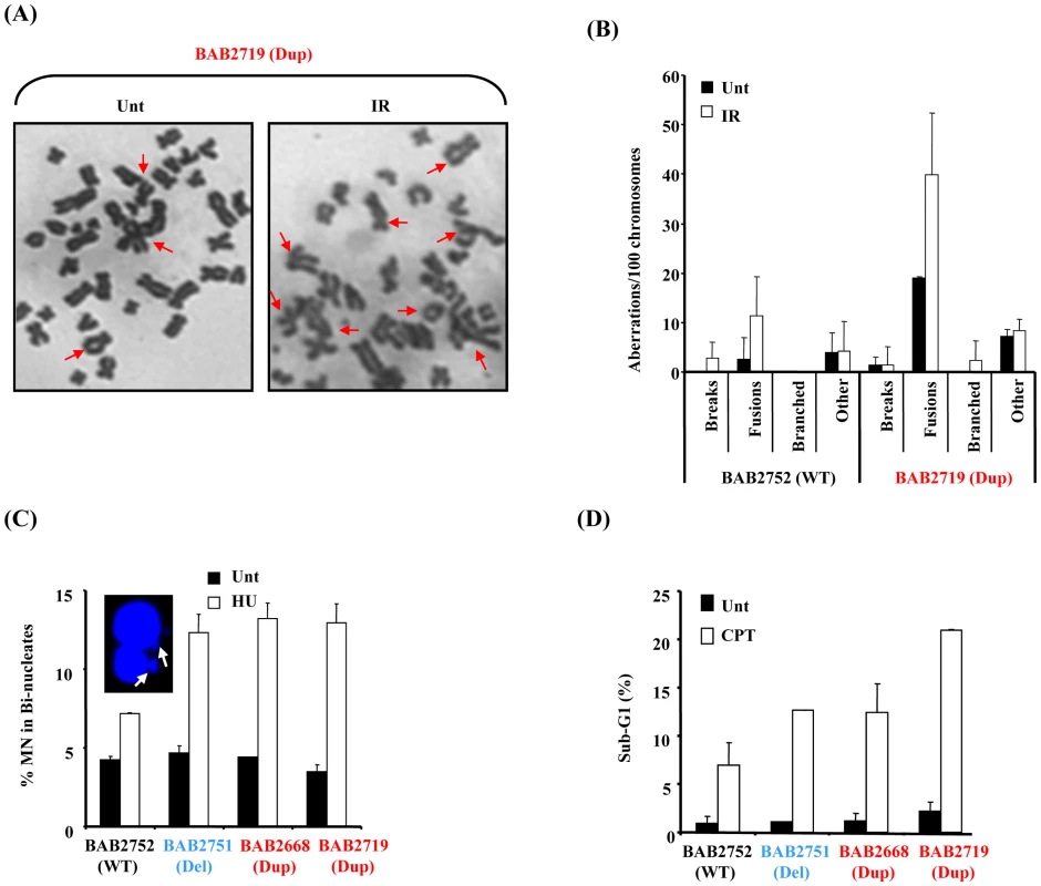 <i>RPA1</i>-duplication associated patient cells exhibit elevated genomic instability and sensitivity to DNA damage.