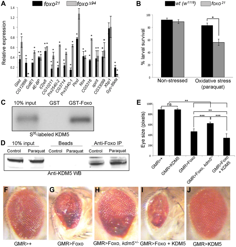KDM5 and Foxo regulate a common set of genes and genetically and physically interact.