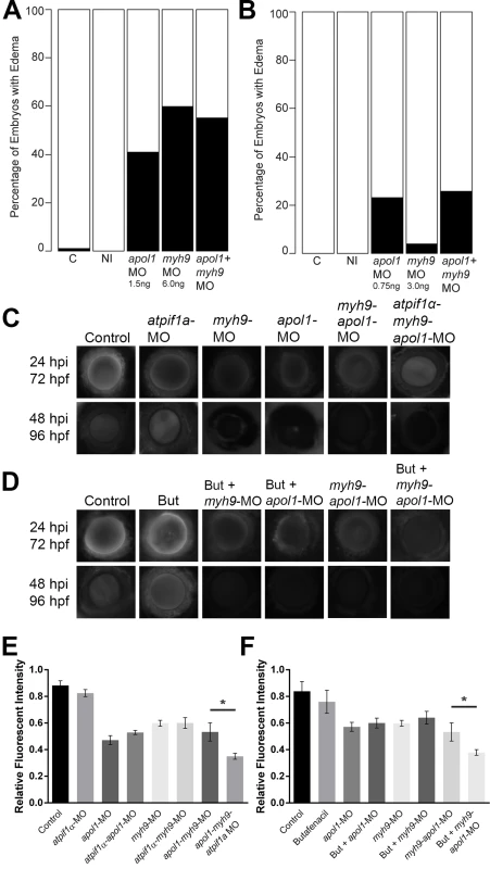 <i>apol1</i> interacts with <i>myh9</i> in an anemic context.