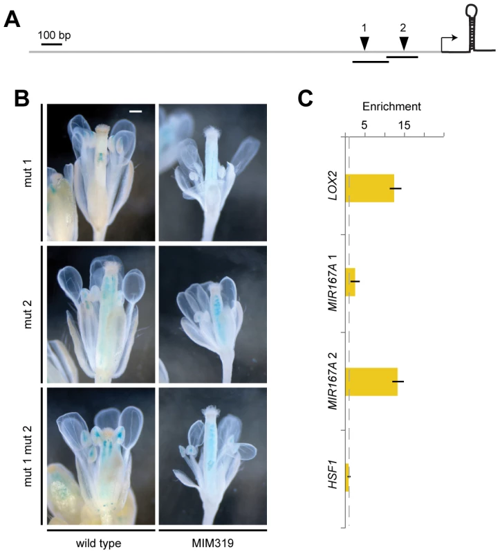 Direct regulation of <i>MIR167A</i> by TCP4.
