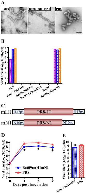 Generation of viruses relevant to Bat09.