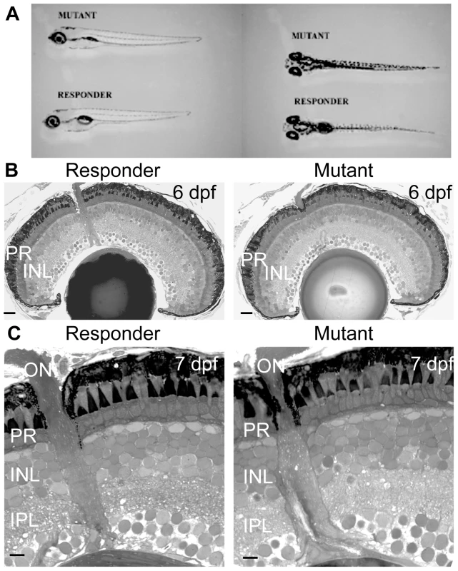 The morphology and retinal histology of the <i>zvm7<sup>w65</sup></i> mutant appears normal.