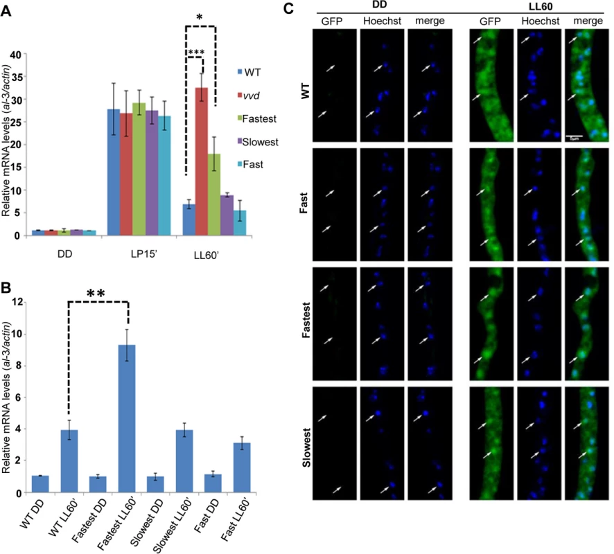 Photoadaptation defect exists at low light intensity and mutations do not effect nuclear localization of VVD.