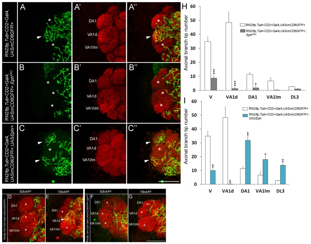 Perturbation in Levels of Eph signaling leads to defective glomeruli-specific positioning of the terminal of the CSDn.
