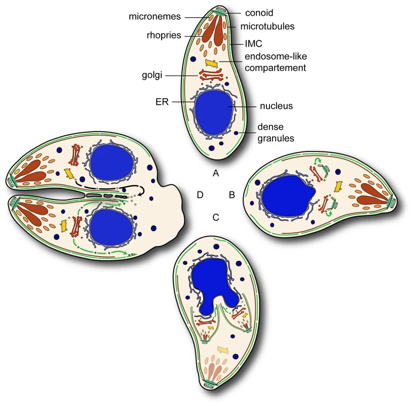 Overview of the Rab11 functions during endodyogeny.