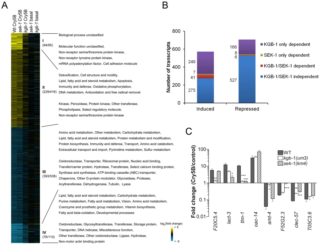 MAPK pathway-dependent transcriptional responses to PFT attack.