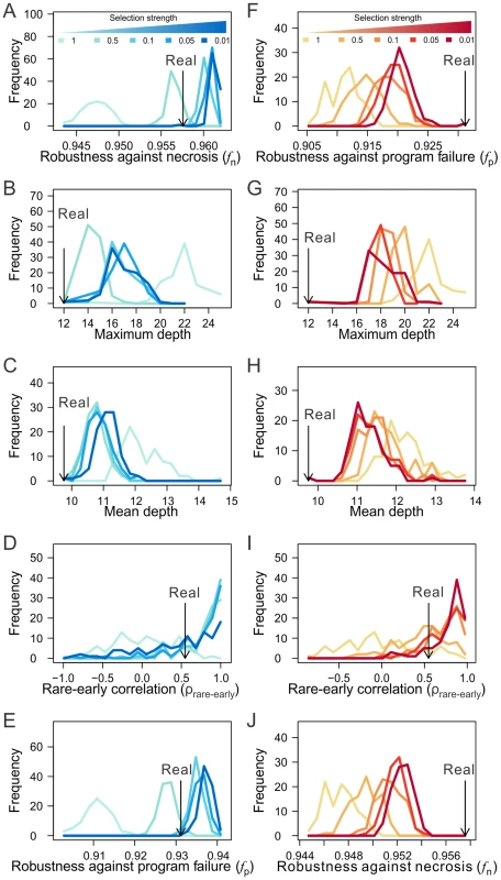 The macroevolution simulation suggests the possibility that the robustness of the <i>C. elegans</i> lineage arose as an adaptation to necrosis but not program failure.