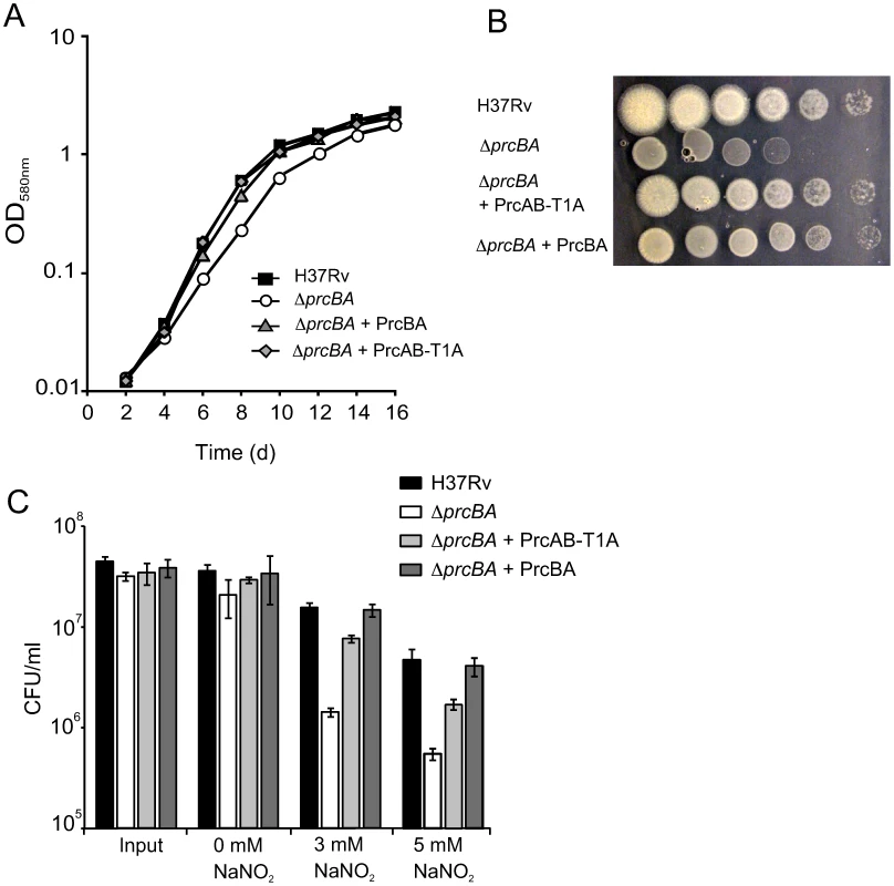 The active site mutant proteasome complements the growth defects and RNI hypersusceptibility of the proteasome KO.
