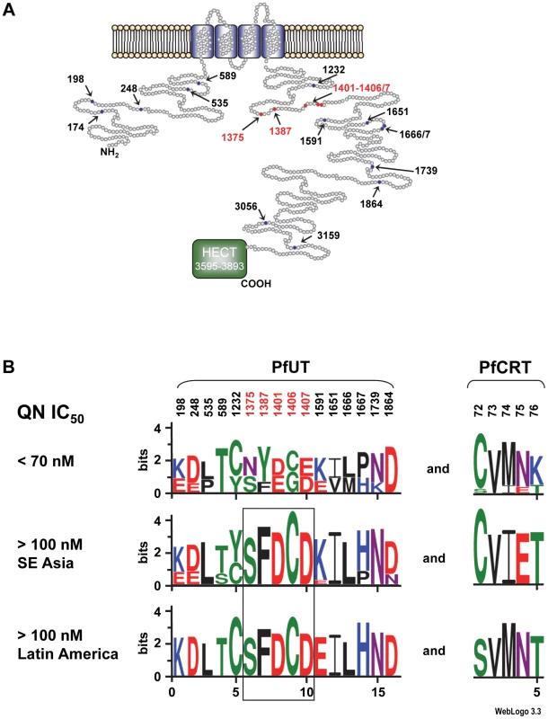 Schematic representation of the HECT ubiquitin-protein ligase (PfUT).