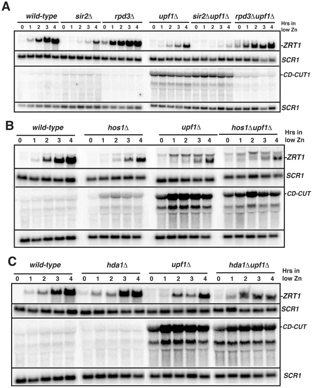 The main <i>ZRT1</i> CD-CUT is controlled by the histone deacetylase Rpd3p.