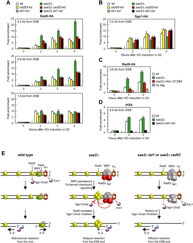 Rad53-kd and Tel1-kd prevent Rad9 association at DSBs.