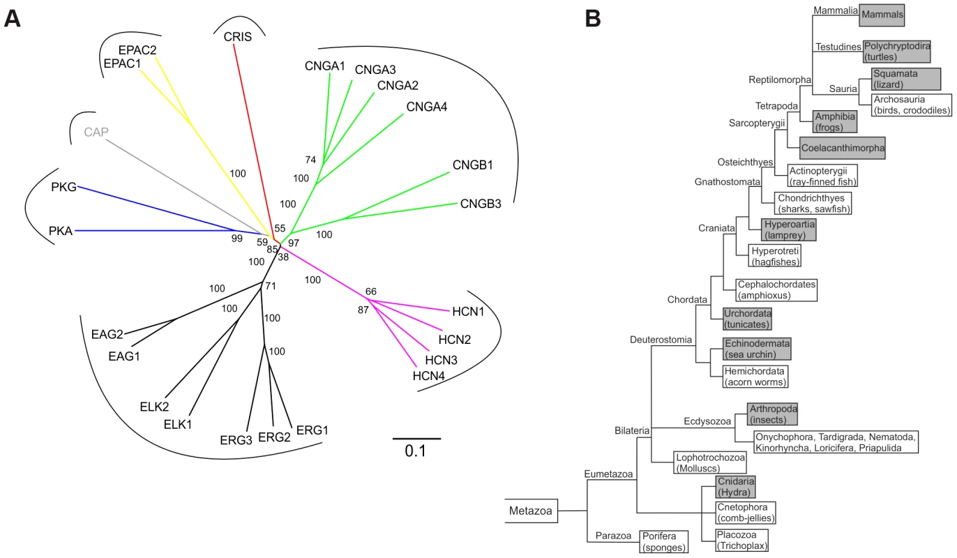 CRIS constitutes a new member of the CNBD-containing protein family.