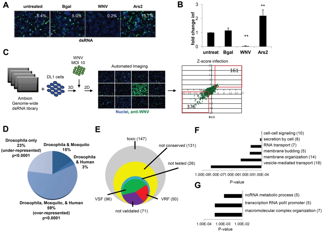 Genome-wide RNAi screen in <i>Drosophila</i> for host factors involved in WNV infection.