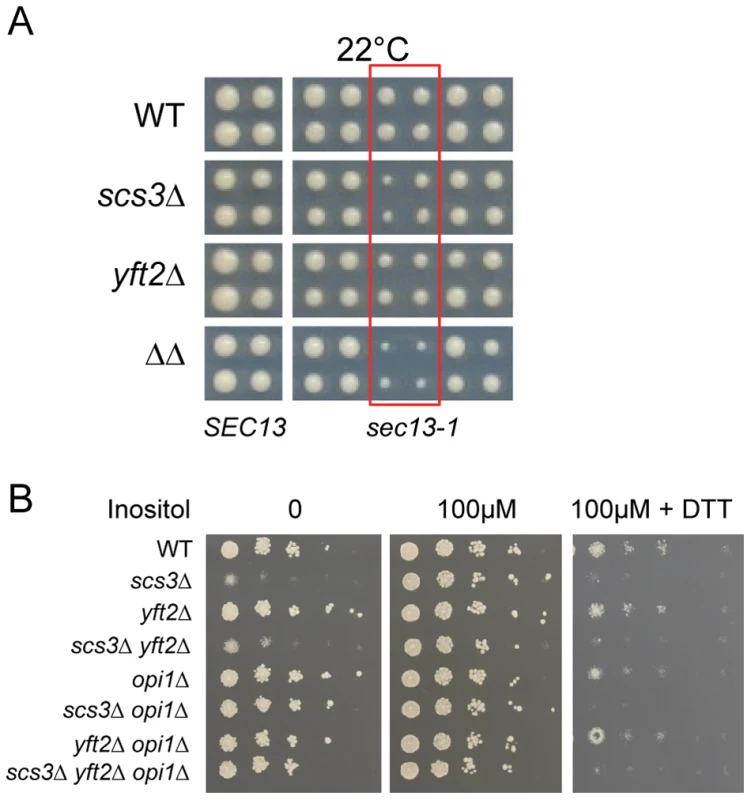 Hypersensitivity of <i>SCS3</i> and <i>YFT2</i> deletion strains to secretory/ER stress.