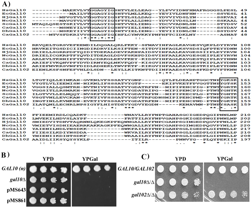 Putative Gal10 paralog does not encode functional Galactose epimerase.