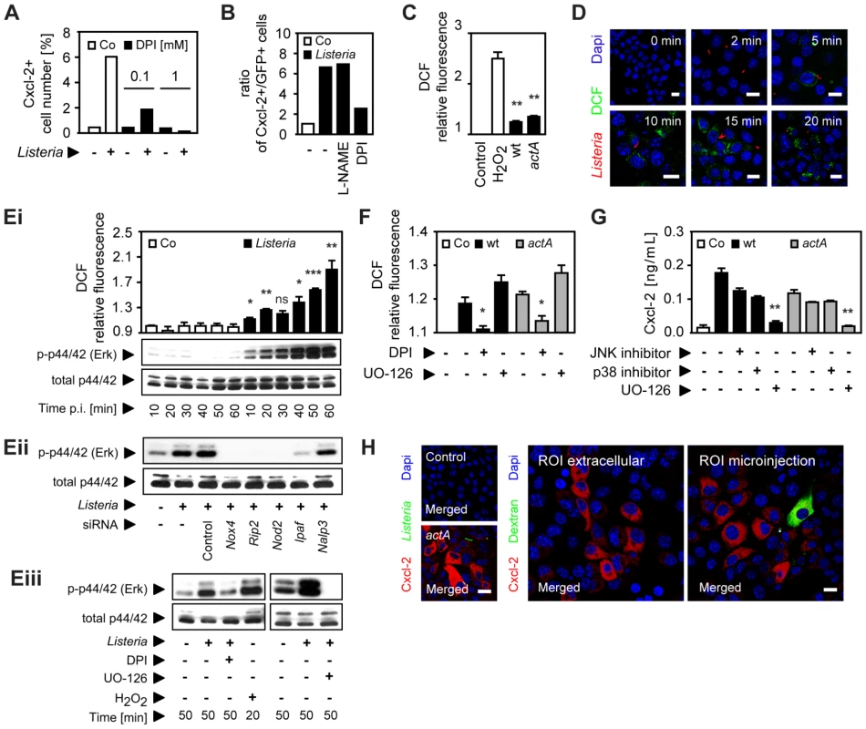 Epithelial intercellular communication is dependent on <i>Listeria</i>-induced oxygen radical synthesis.