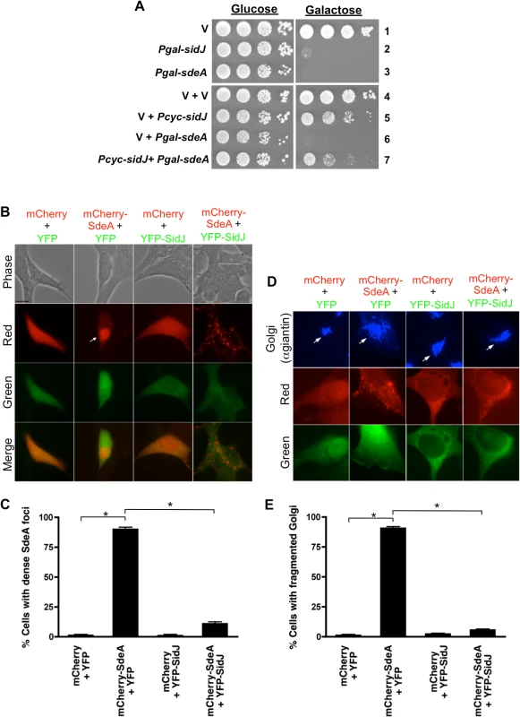 SidJ suppresses SdeA toxicity in yeast and mammalian cells.