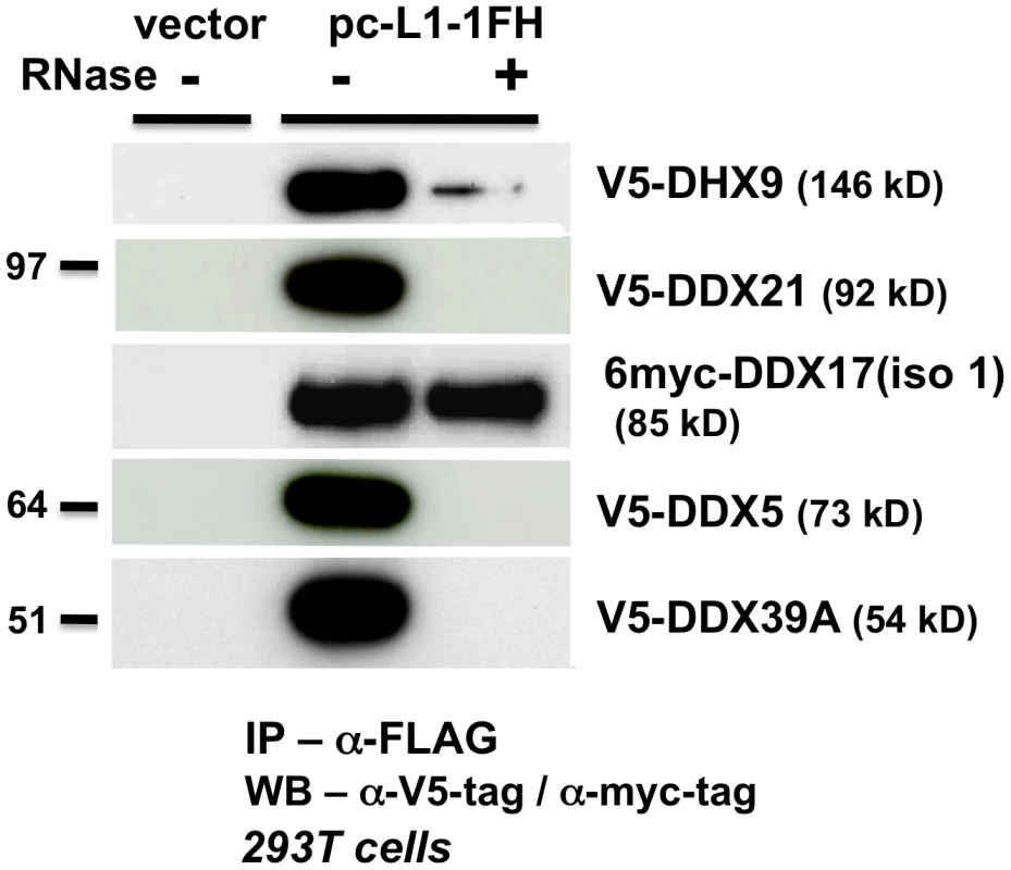 ATP-dependent RNA helicases other than MOV10 also associate with L1 RNPs expressed from pc-L1-1FH.