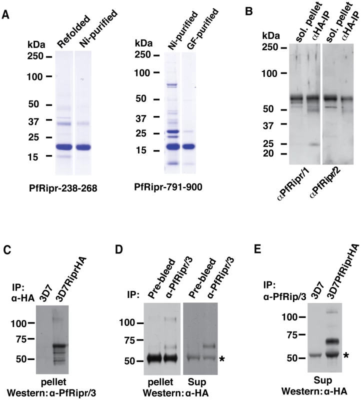 The N-terminal and C-terminal cleaved polypeptides remain associated after cleavage.