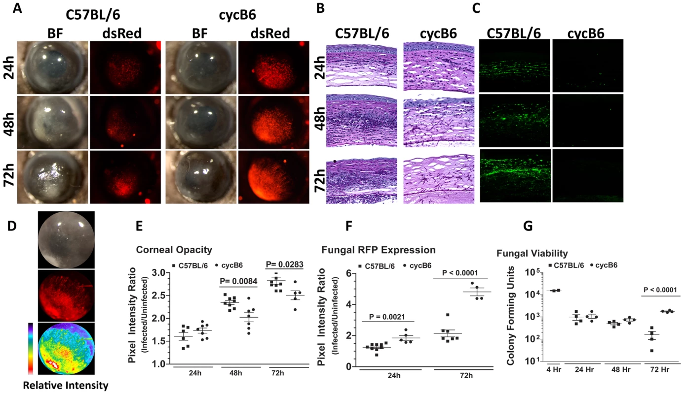 <i>Aspergillus fumigatus</i> keratitis in cyclophosphamide treated mice.