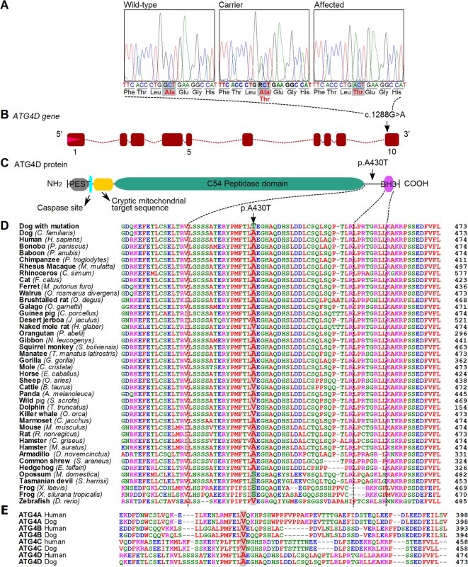 A missense variant in the <i>ATG4D</i> gene.