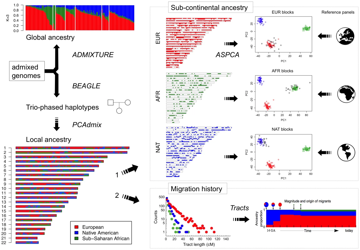 Diagram of the analytical strategy used for reconstructing migration history and sub-continental ancestry in admixed genomes.