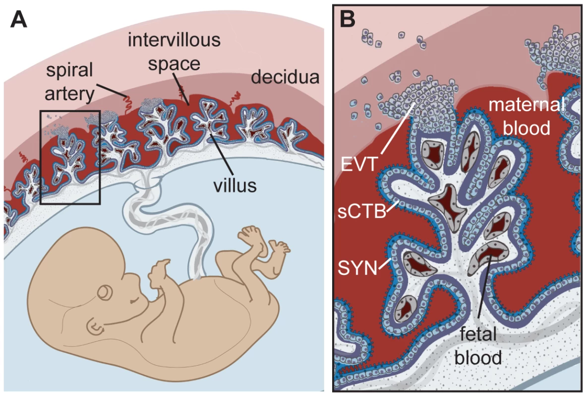 Human placental structure.