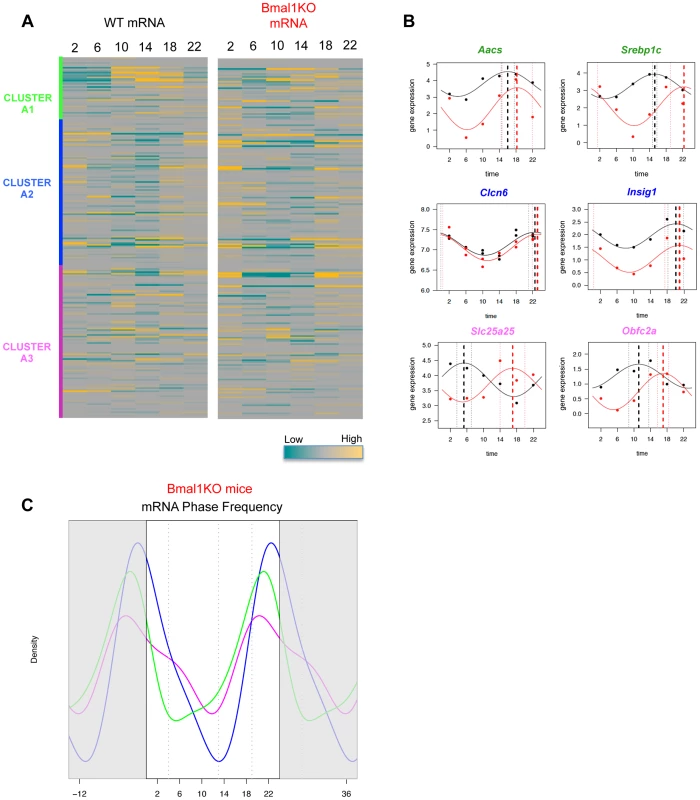 Phase of expression of rhythmic SREBP1 target genes is perturbed in <i>Bmal1<sup>−/−</sup></i> upon time-restricted feeding.