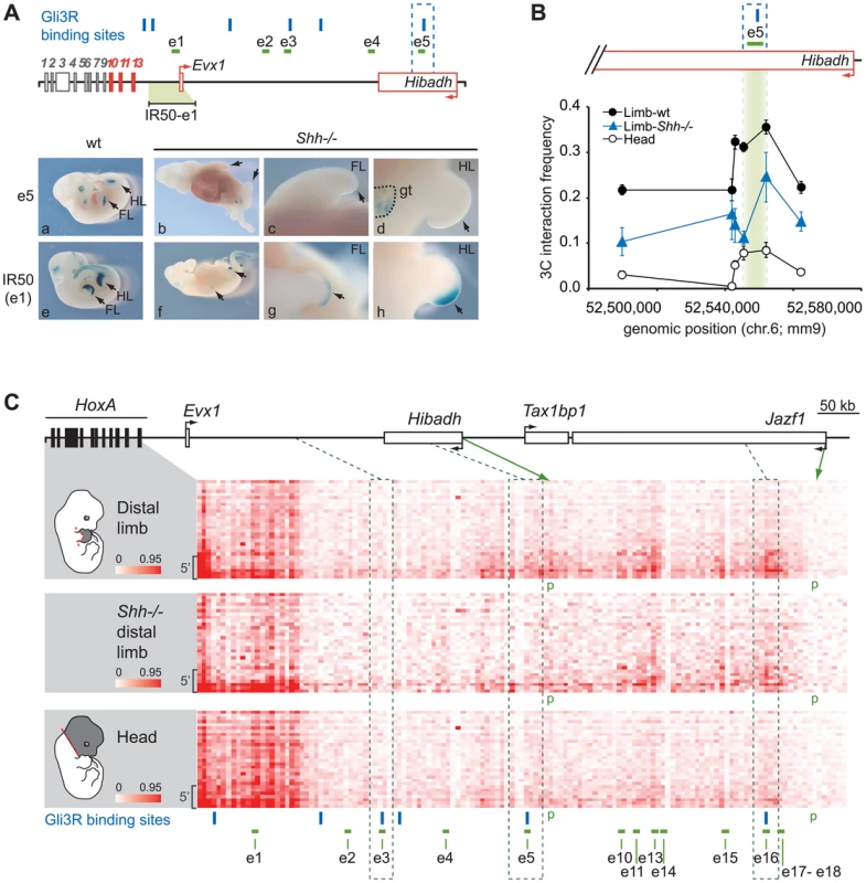Regulatory <i>HoxA</i> contacts are independent of enhancer activity.