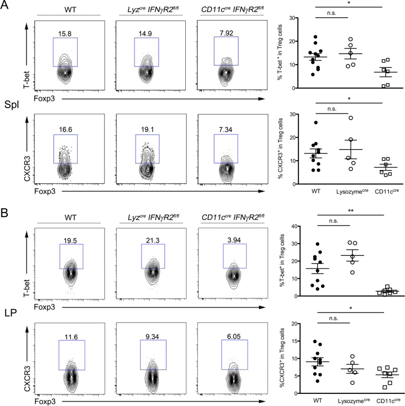 IFNγ signaling in CD11c<sup>+</sup> DCs, but not myeloid cells, is required for the development of Th1-Treg cells.