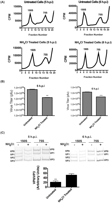 Virion maturation requires acidic compartments.