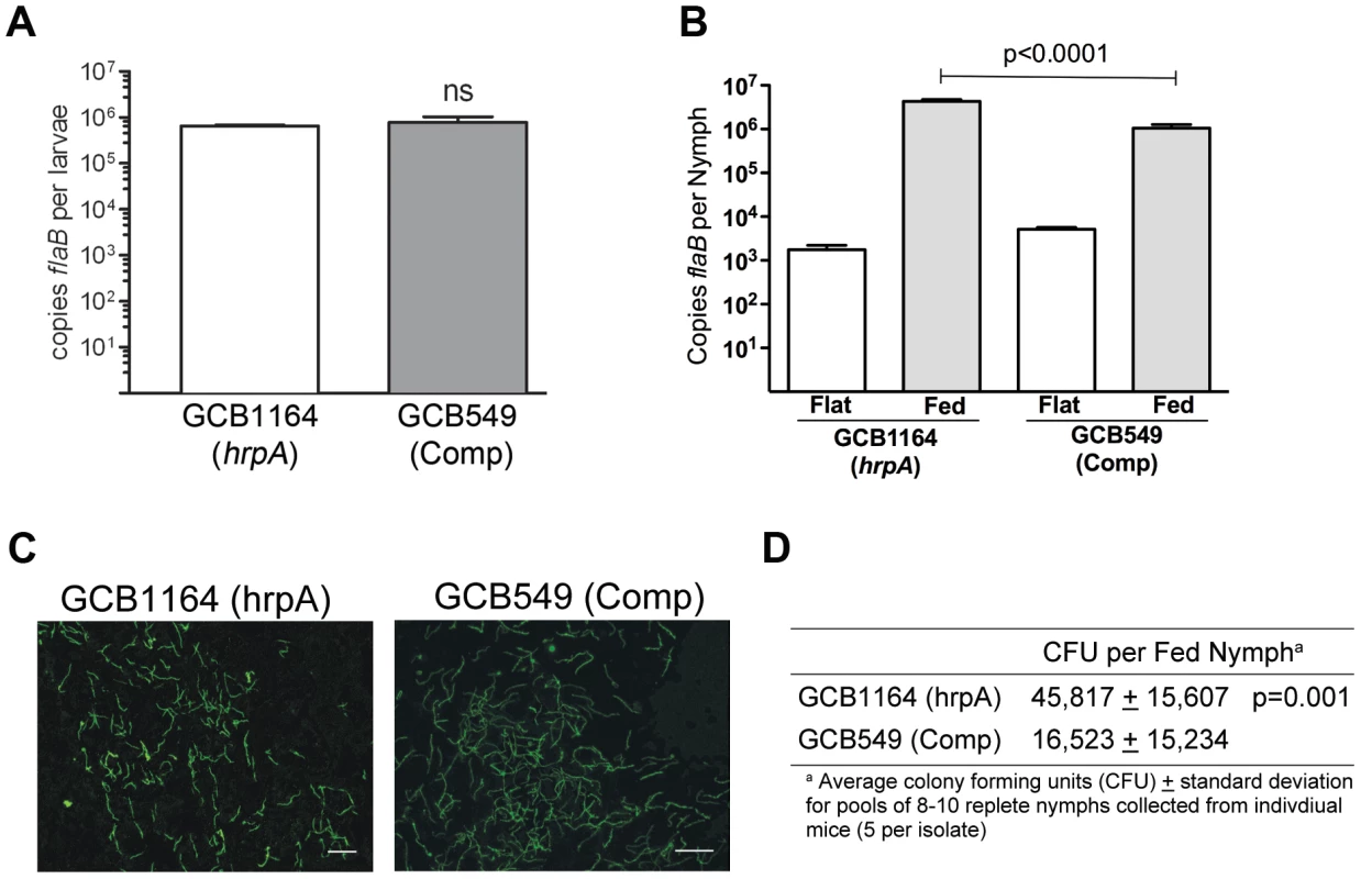 HrpA-deficient <i>B. burgdorferi</i> persist through the molt and survive the nymphal blood meal.