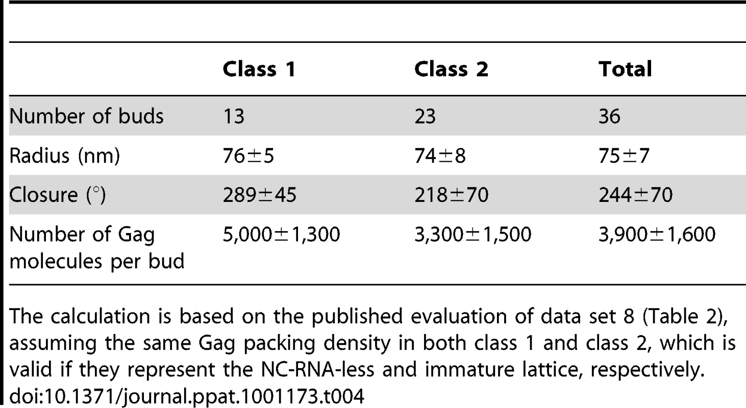 Properties of budding sites on MT4 cells according to Gag layer class.