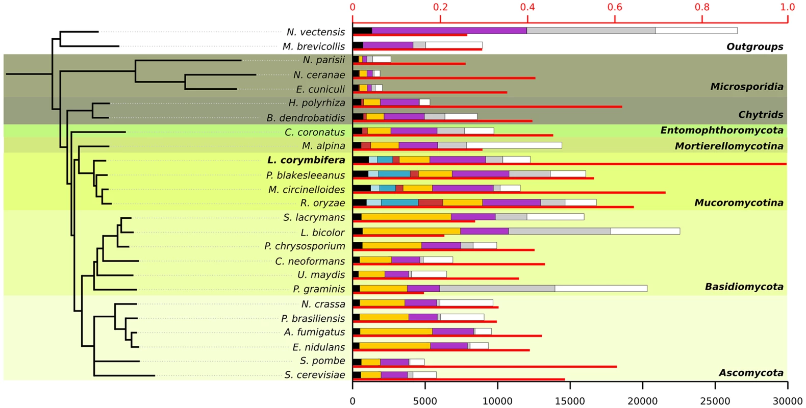Species tree including the 25 species used during phylome reconstruction.
