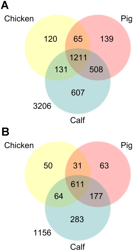 Venn diagrams showing the attenutation phenotypes observed in chickens, pigs, and cattle using TraDIS.