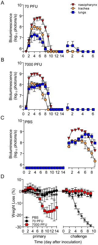Bioluminescence and weight loss in directly inoculated mice.