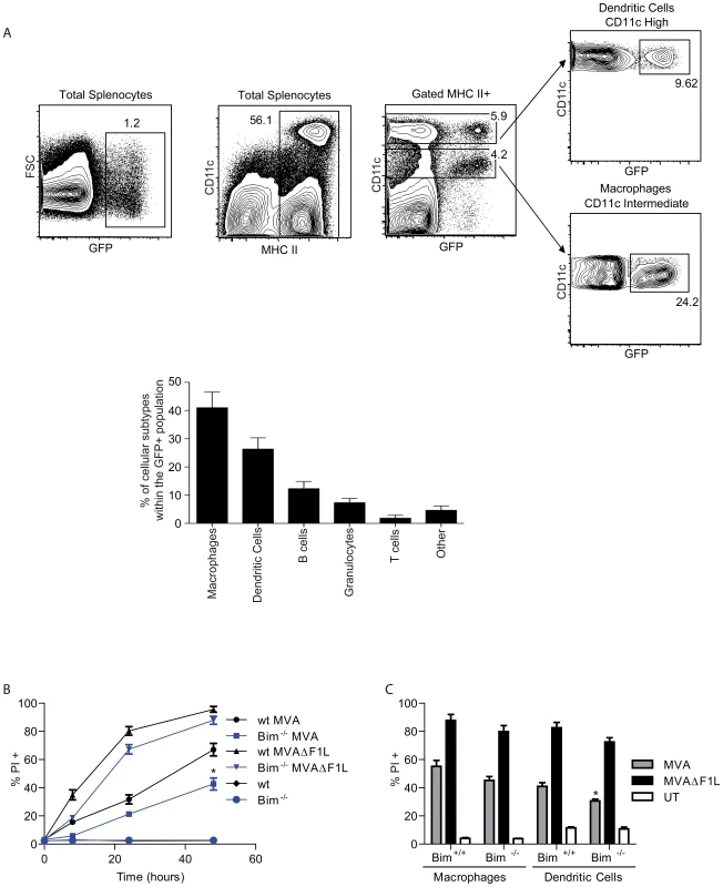Infection pattern and effect of the loss of Bim in primary haematopoietic cells upon infection of mice with MVA.