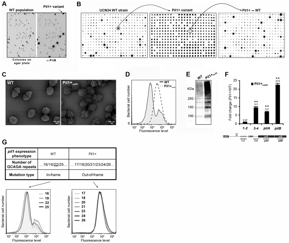 Isolation, phenotypic analyses and sequencing of Pil1+ variants.