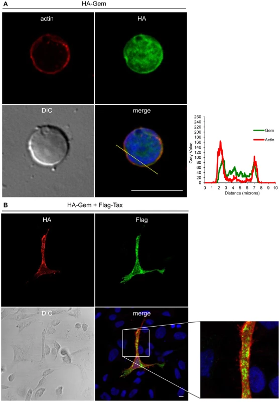 Gem colocalizes with actin but not with Tax.