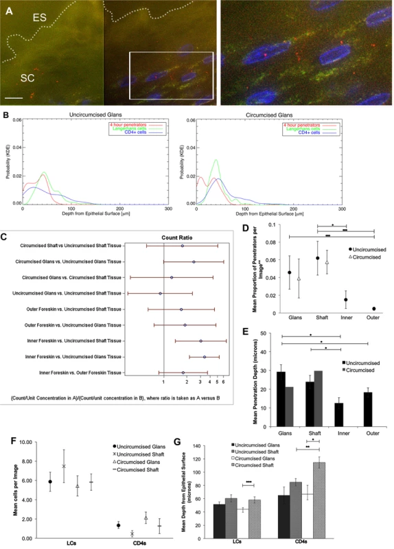HIV-1 and immune cells in cadaveric penile epithelia.